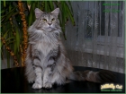 http://www.mainecoon-forum.ru/showthread.php?p=1162361#post1162361